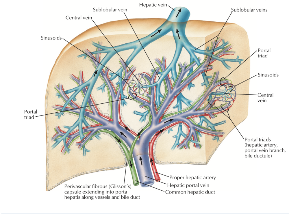 2 сосуда печени. Анатомия внутрипеченочных желчных протоков. Желчные протоки анатомия. Кровоснабжение печени анатомия. Анатомия сосудов печени человека.