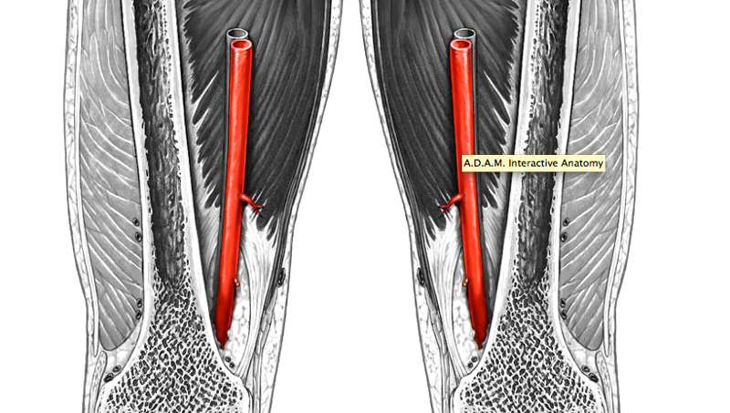 Print Veins and Arteries flashcards | Easy Notecards