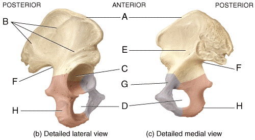 Hip Bones Diagram Labeled - Diagram Media