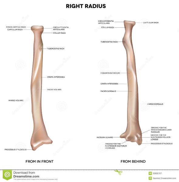 Appendicular Skeleton Flashcards | Easy Notecards