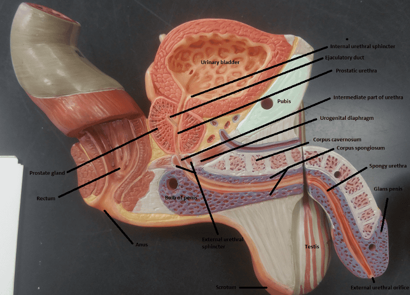 Activity 1: Identifying Male Reproductive Organs and Gross Anatomy of