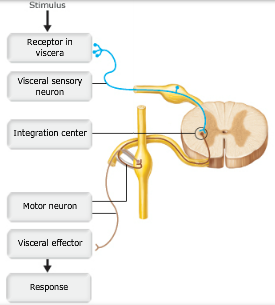 Print A&P Chapter 14 The Autonomic Nervous System flashcards | Easy