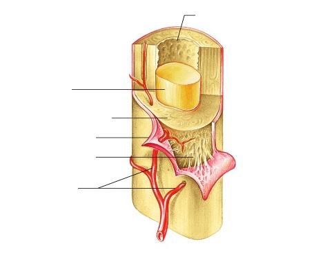 Print Exercise 9: Overview of the Skeleton: Classification and