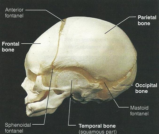 Exercise 12: The Fetal Skeleton Flashcards | Easy Notecards