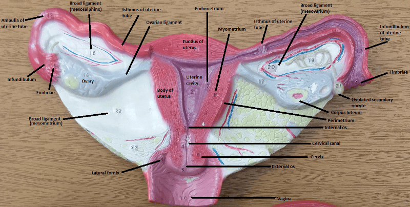 Female External Anatomy Diagram