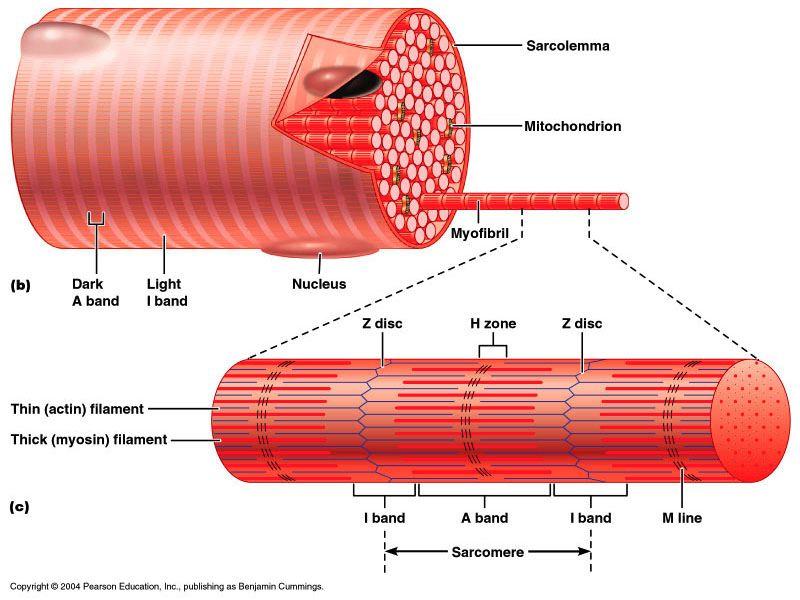 Microscopic Muscle Anatomy and Muscle Physiology week #10 Flashcards