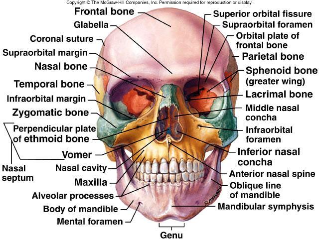 Week #4 Axial Skeleton, Continued. Flashcards | Easy Notecards