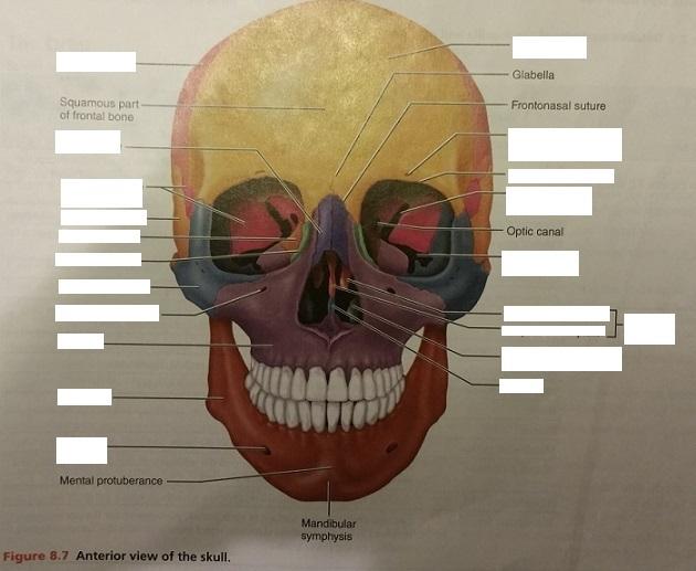 Activity 1: The Skull and Identifying the Bones of the Skull Flashcards