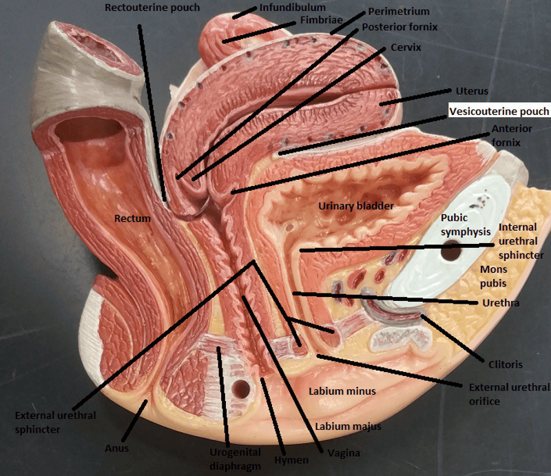 Activity 3: Gross Anatomy of the Human Reproductive System and