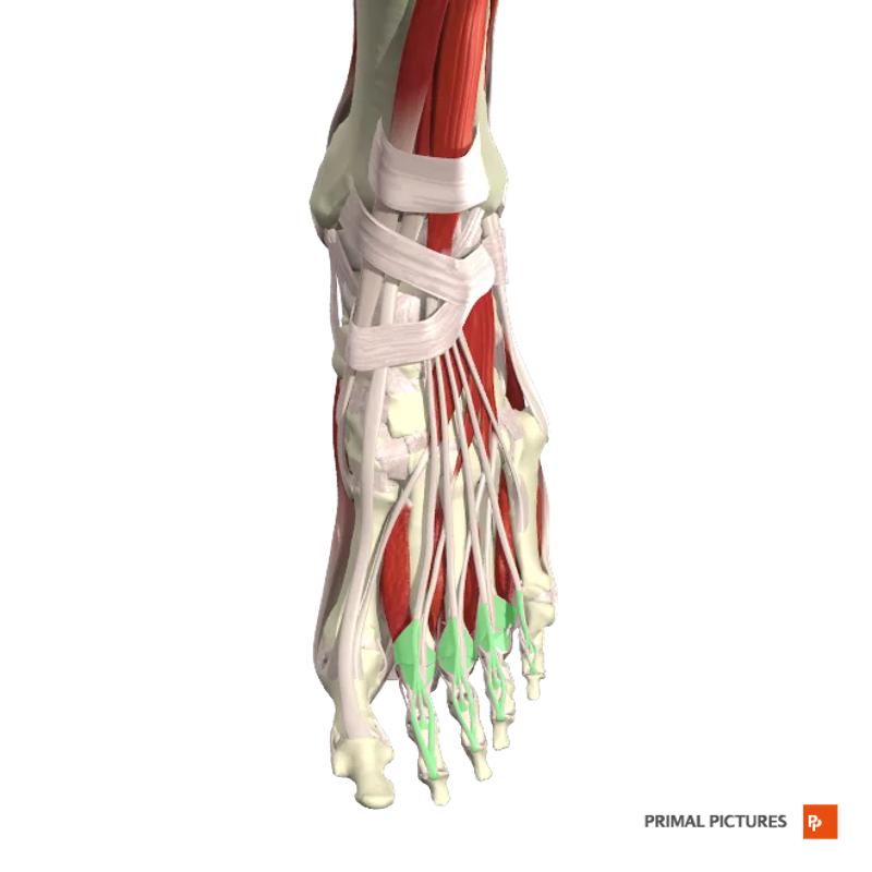Muscles of the Foot Flashcards | Easy Notecards