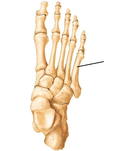 The Skeletal System Flashcards | Easy Notecards