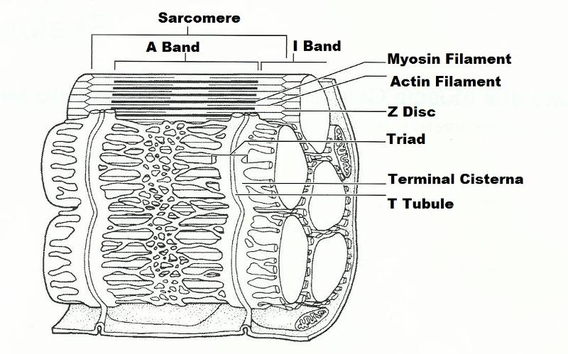 Print Exercise 14: Microscopic Anatomy and Organization of Skeletal