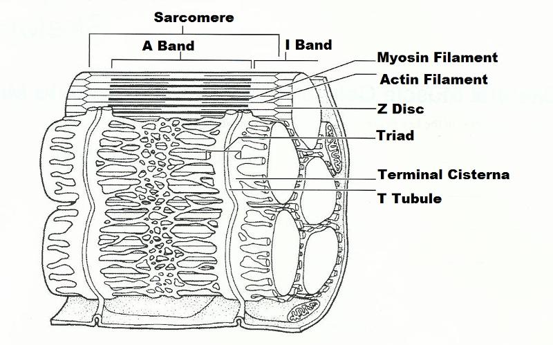 Exercise 14: Microscopic Anatomy and Organization of Skeletal Muscle