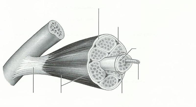 Exercise 14: Microscopic Anatomy and Organization of Skeletal Muscle