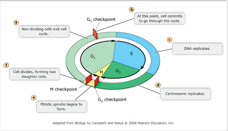 Mastering Biology Chapter 12 Mitosis Flashcards Easy Notecards