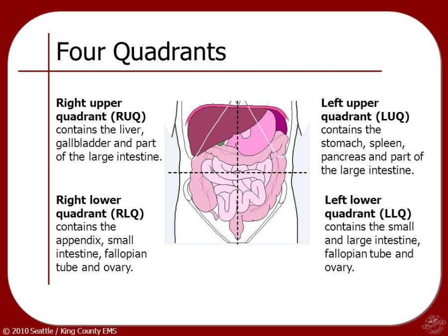 Thorax Abdomen Flashcards Easy Notecards