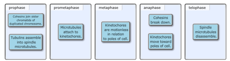 mastering biology chapter 12 homework answers