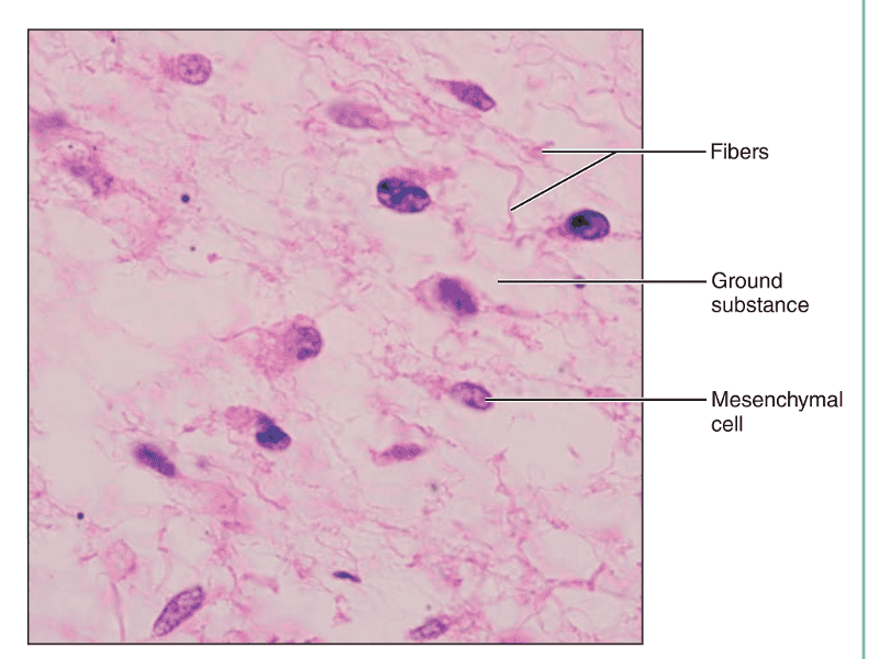 Anat2241 Nervous Tissue Embryology Development Nervous System