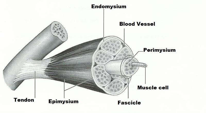 Print Exercise 14: Microscopic Anatomy and Organization of Skeletal