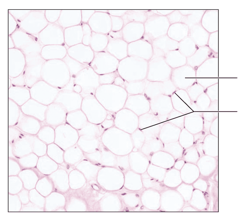 Anatomy Midterm 2 Flashcards | Easy Notecards