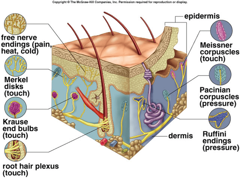 anatomy and physiology chapter 13, Flashcards | Easy Notecards