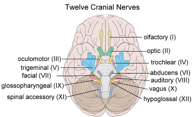 Structure of the Spinal Cord, Reflexes, and Nerves Week #12 Flashcards