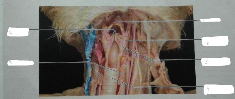 Dissection of the Respiratory System of the Cat (Dissection Exercise 6