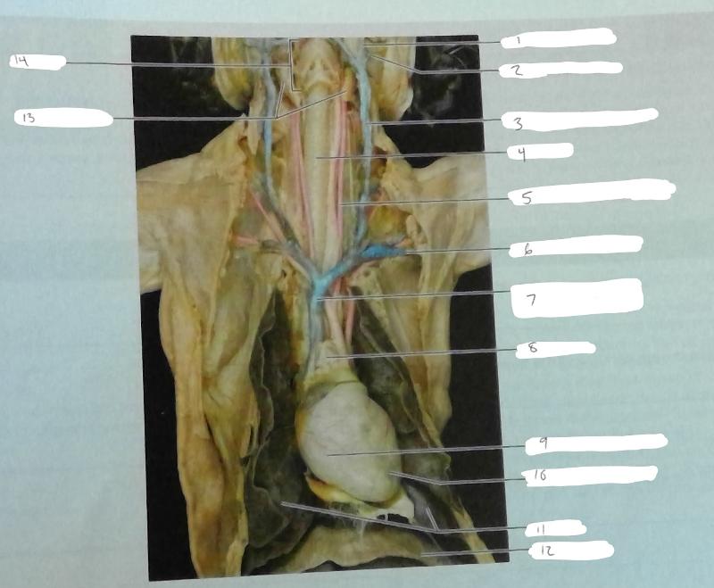 Dissection of the Respiratory System of the Cat (Dissection Exercise 6