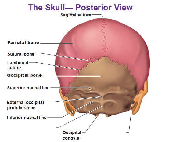 Axial Skeleton Flashcards | Easy Notecards