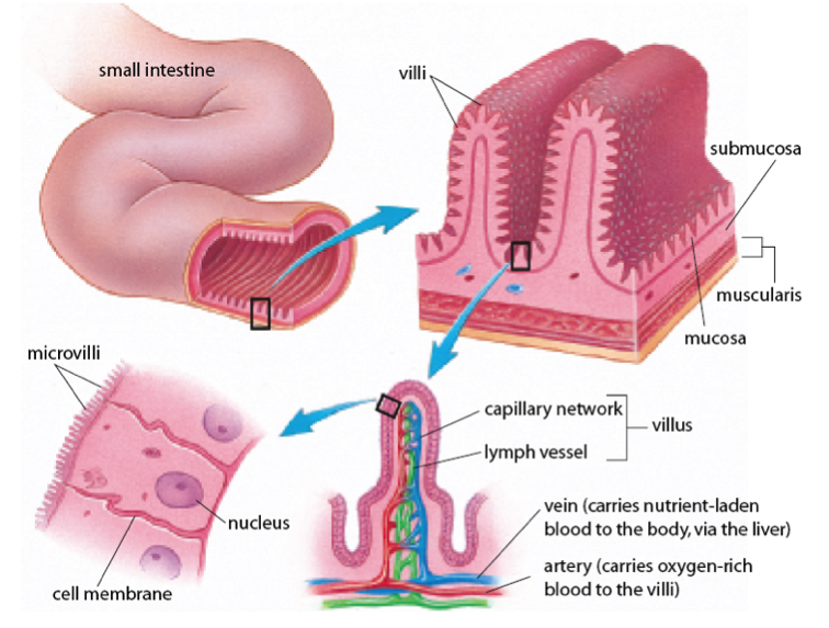 Disbacteriosis intestinal