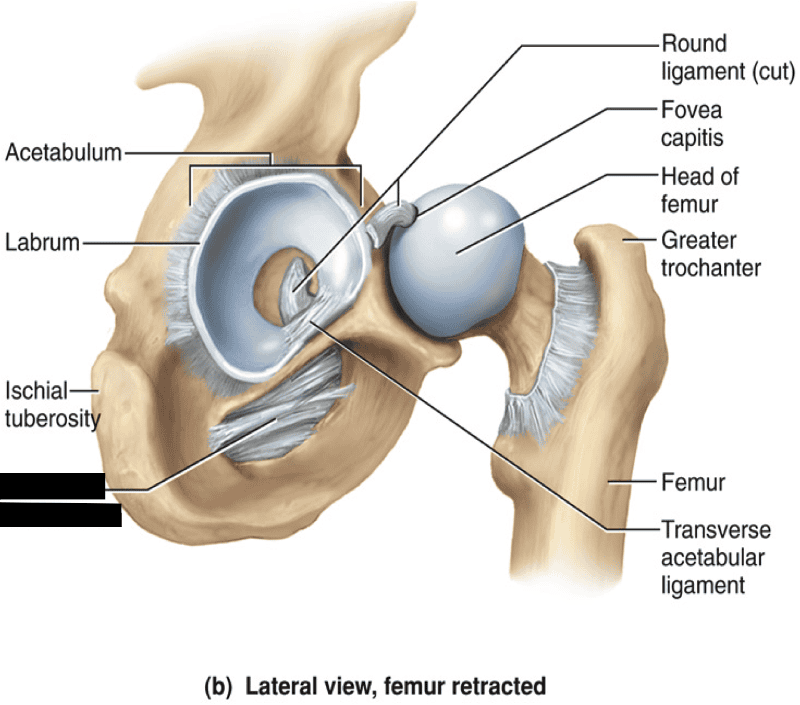 Lower Extremity Joints Flashcards | Easy Notecards