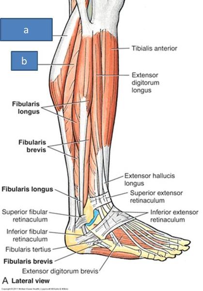 Print Anatomy Block III- Popliteal Fossa and Leg flashcards | Easy