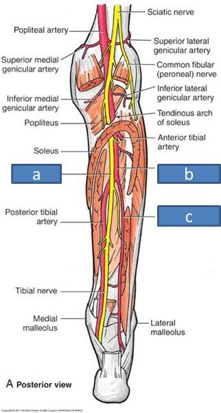 Anatomy Block III- Popliteal Fossa and Leg Flashcards | Easy Notecards