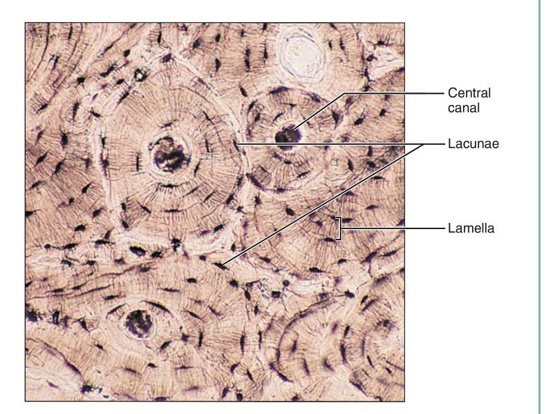 Anatomy Midterm 2 Flashcards | Easy Notecards