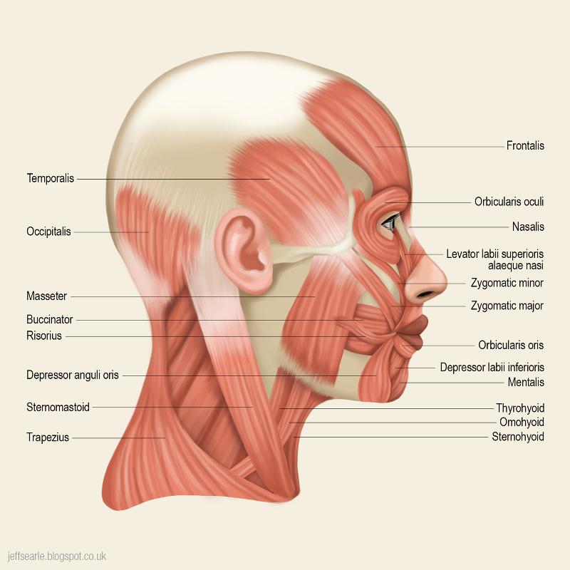 Lab Practical Muscles Flashcards | Easy Notecards