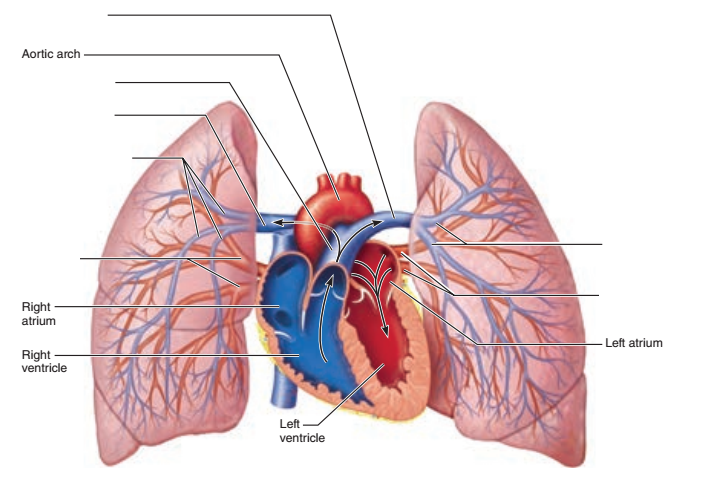 Activity 4: Pulmonary Circulation and Identifying Vessels of the