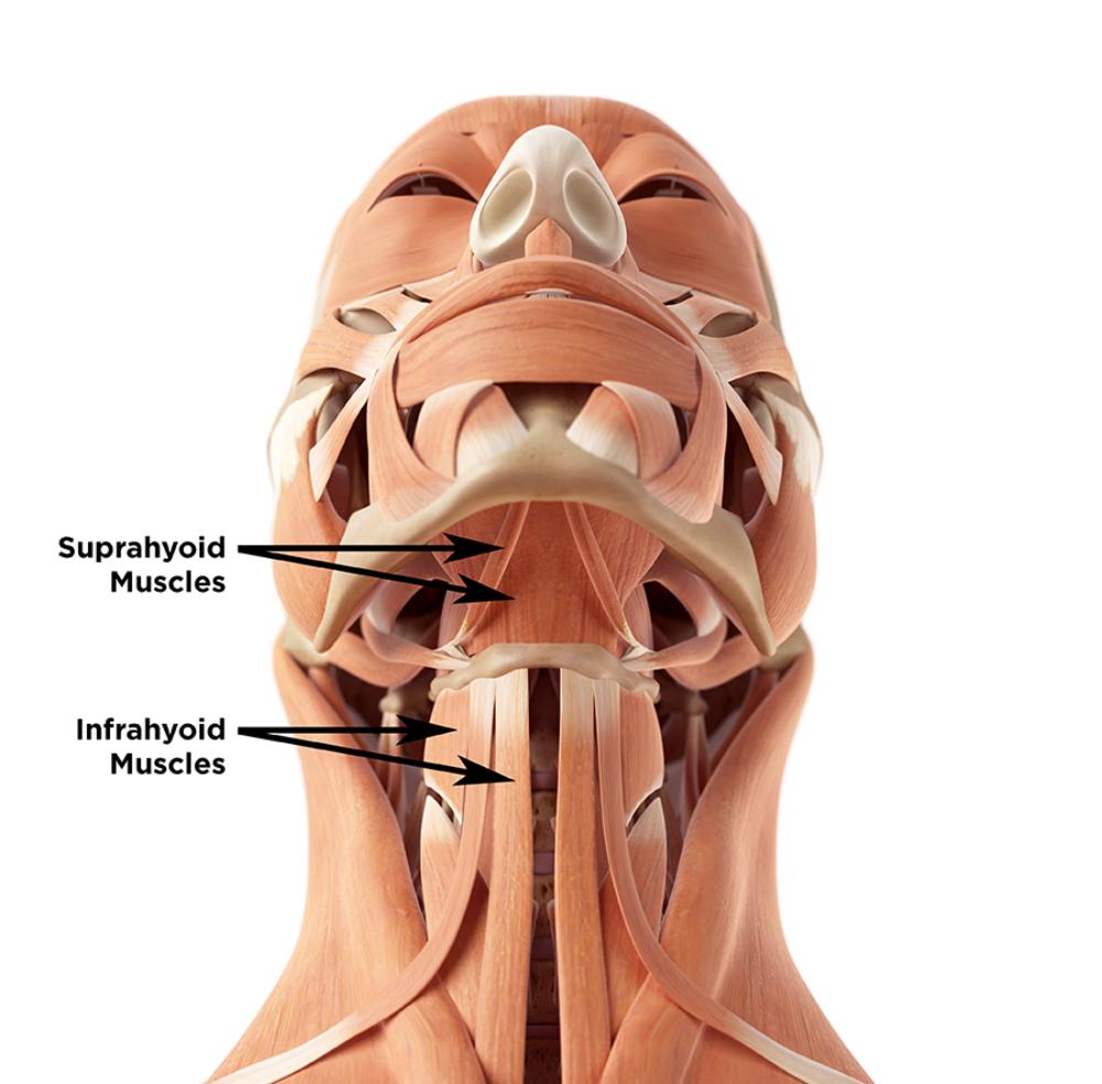 Massage Therapy TEST 10 studyguide Flashcards Easy Notecards