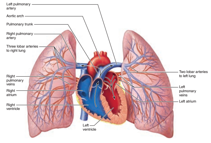 Activity 4: Pulmonary Circulation and Identifying Vessels of the