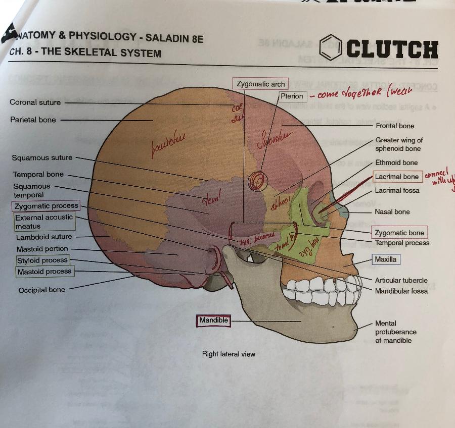 Print BIO 221 LAB TEST 2 flashcards | Easy Notecards