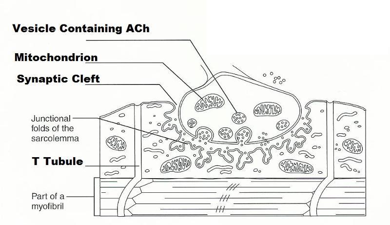 Download Sliding Filament Theory Sketch Coloring Page