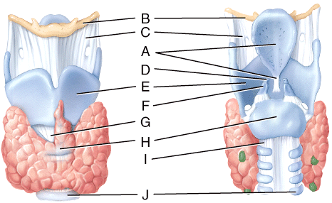 the respitory system Flashcards | Easy Notecards