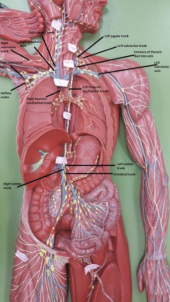 Activity 1: The Lymphatic System and Identifying the Organs of the