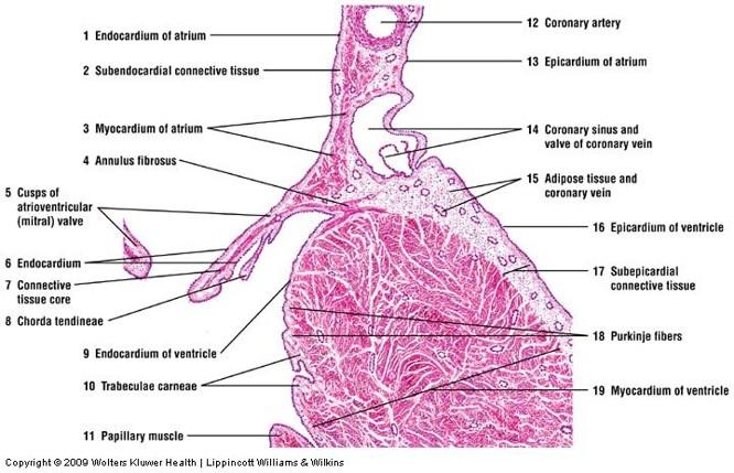 Print Vertebrate Histology Exam 3 flashcards | Easy Notecards
