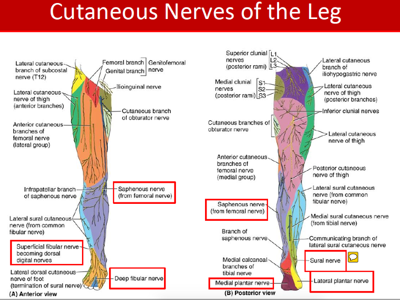 Lower Limb Slides & Learning objectives Flashcards | Easy Notecards