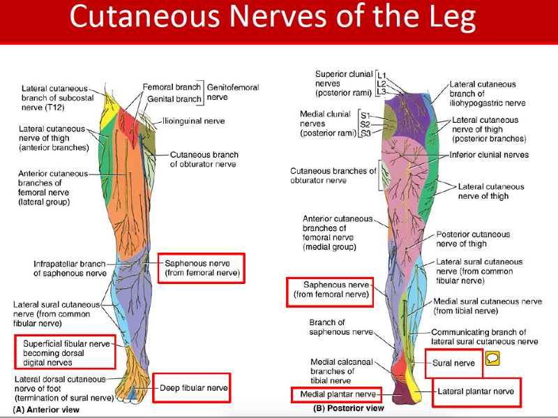 Print Lower Limb Slides & Learning objectives flashcards | Easy Notecards