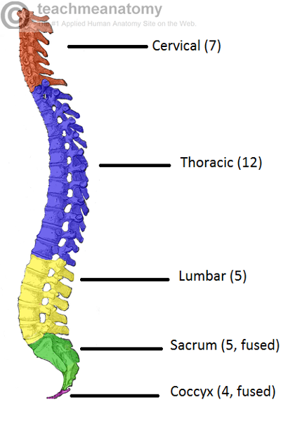 Axial Skeleton Flashcards | Easy Notecards