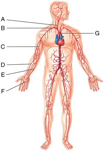 blood vessels blank blood vessel diagram exercise 32 anatomy of ...