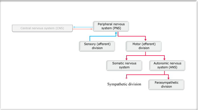 Anatomy and Physiology 1 Chapter 14 Flashcards | Easy Notecards