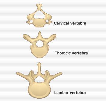Print Human Anatomy and Physiology Notecards flashcards | Easy Notecards