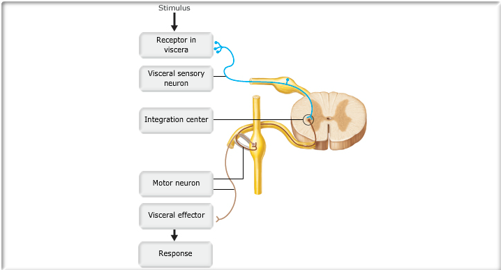 Anatomy and Physiology 1 Chapter 14 Flashcards | Easy Notecards